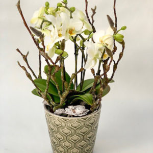Trendy Phalaenopsis by Ludo Annaert | Florale Vormgeving