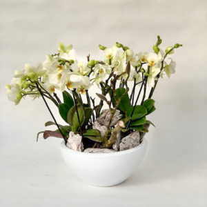 Witte klassieke schaal met kleinbloemige wilde orchideeën by Ludo Annaert | Florale Vormgeving